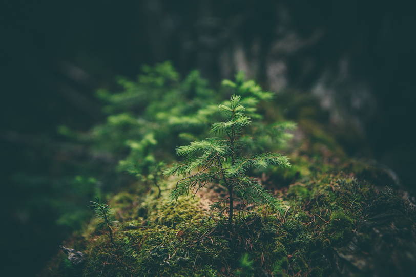 Zoom: matthew-smith-5935-unsplash.jpg