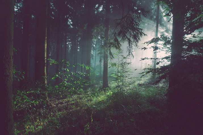 Der dichte Wald vom Gurten.
Mit Sonnenschein.